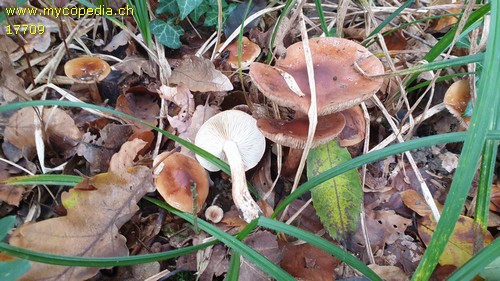 Tricholoma ustale - 