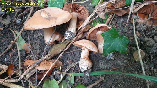 Cortinarius torvus - 