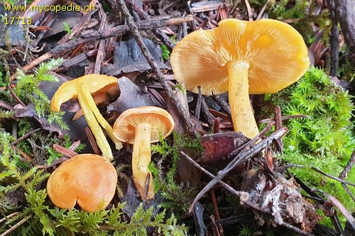 Calocybe chrysenteron - 