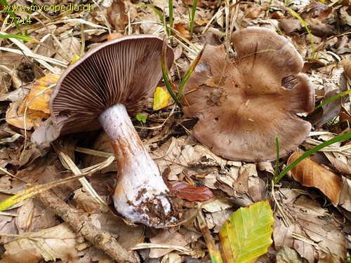 Cortinarius largus - 