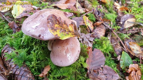 Cortinarius largus - 