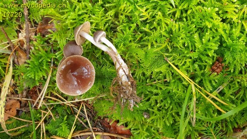 Cortinarius flos-palludis - 