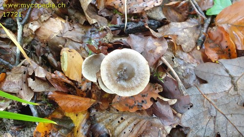 Cortinarius flabellus - 