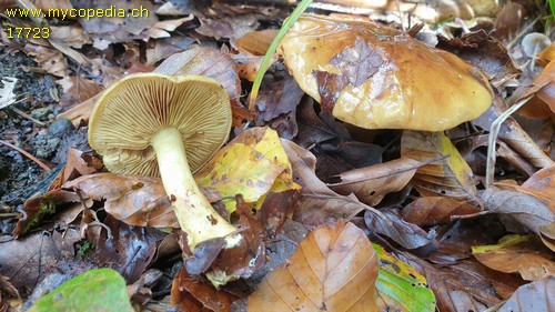 Cortinarius splendens - 