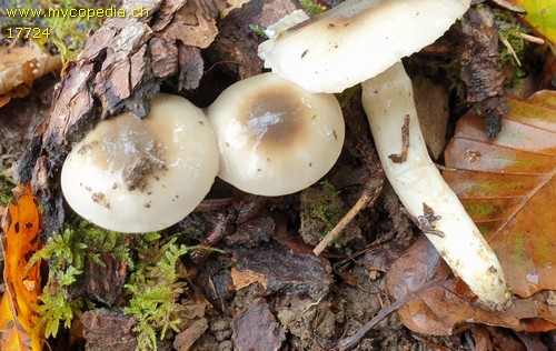 Hygrophorus mesotephrus - 