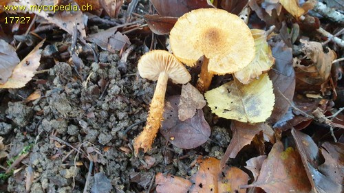 Cortinarius humicola - 