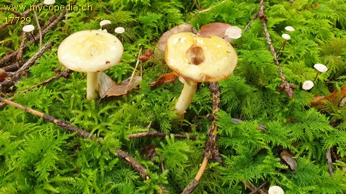 Hygrophorus lucorum - 