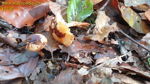 Lepiota ignipes - 