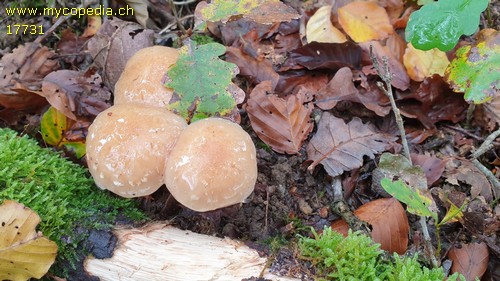 Pholiota lenta - 