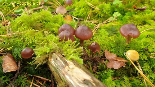 Cortinarius glandicolor - 