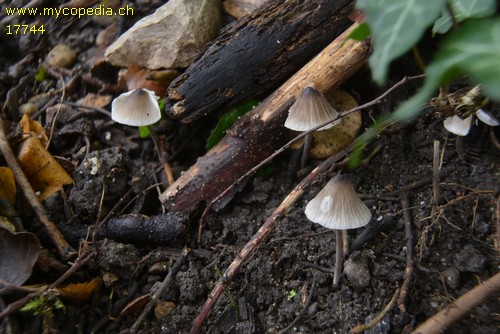 Mycenella bryophila - 