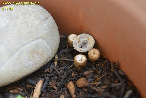 Cyathus olla - 