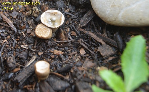 Cyathus olla - 