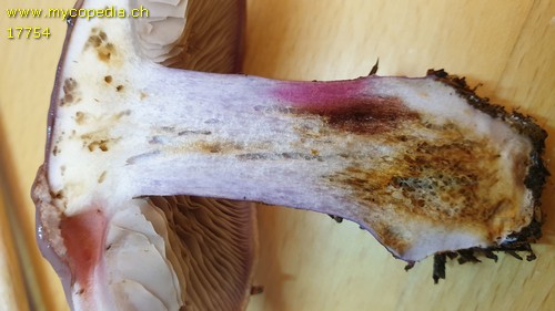 Cortinarius dibaphus - Kalilaugenreaktion 10% - 