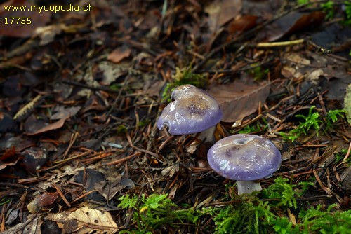 Cortinarius salor - 