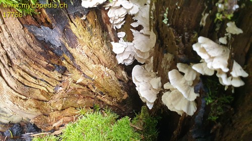 Trametes pubescens - 