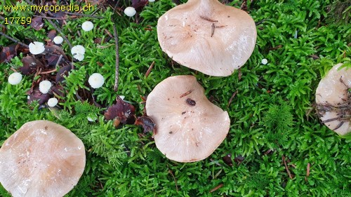 Cortinarius dionysae - 