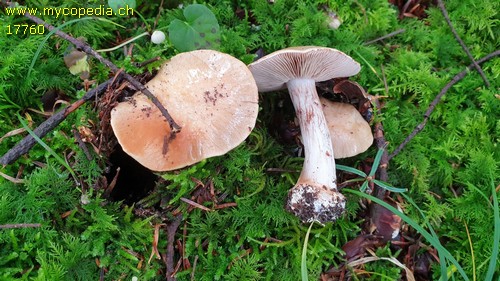 Cortinarius dionysae - 