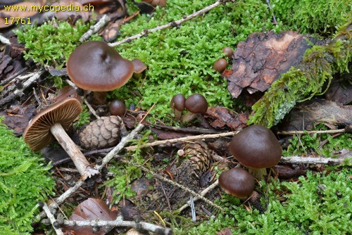 Cortinarius hinnuleus - 