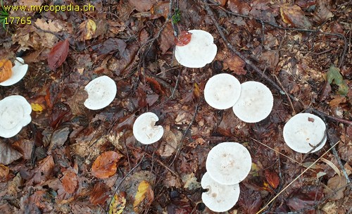 Atractosporocybe inornata - 