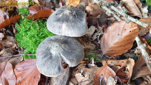 Tricholoma portentosum - 