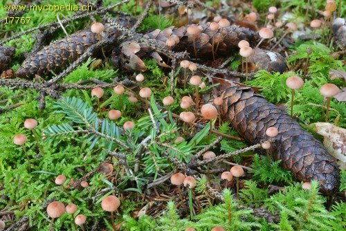 Mycena rosella - 