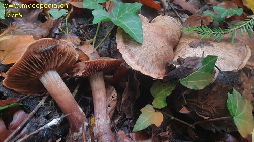 Cortinarius subbrunneus - 