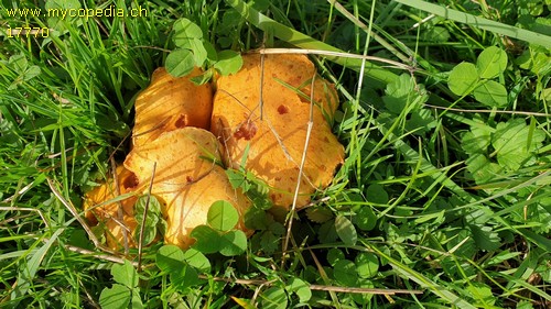 Pholiota lucifera - 