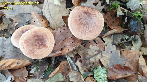 Lactarius quietus - 