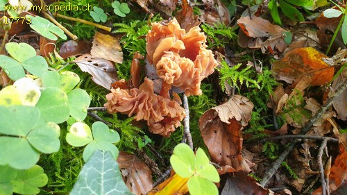 Laccaria laccata var. laccata - 