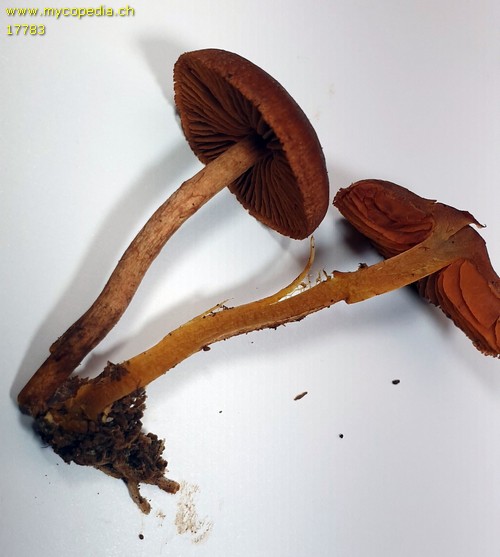 Cortinarius cinnamomeus - 