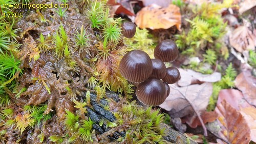 Mycena inclinata - 