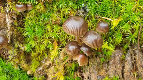 Mycena inclinata - 