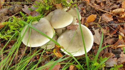 Tricholoma saponaceum - 