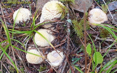 Amanita muscaria - 