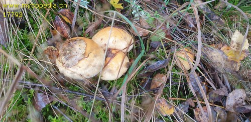 Cortinarius triumphans - 