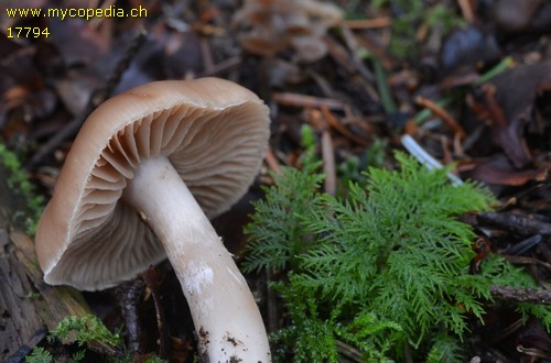 Cortinarius hinnuleus var. hinnuleus - 