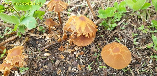 Conocybe aurea - 