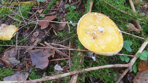 Amanita muscaria var. formosa - 