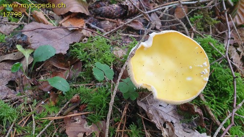 Amanita muscaria var. formosa - 