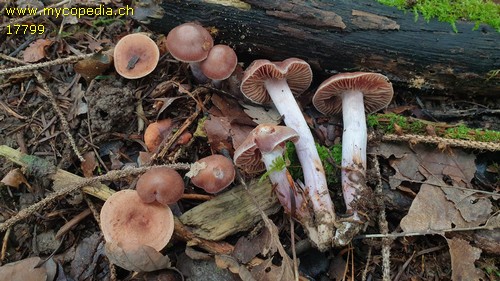 Cortinarius anomalus - 