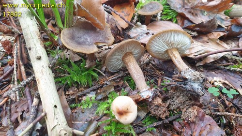 Calocybe obscurissima - 