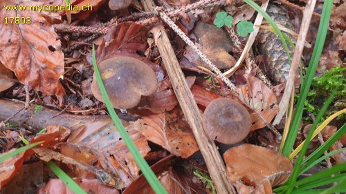 Calocybe obscurissima - 