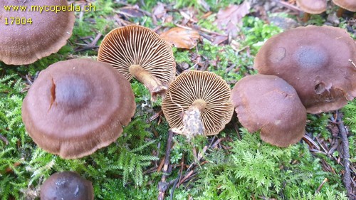 Cortinarius hinnuleus - 