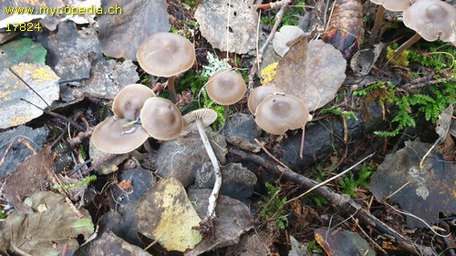 Cortinarius decipiens - 