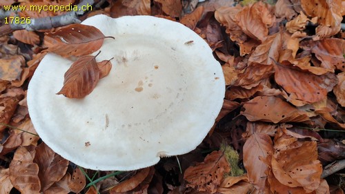 Tricholoma columbetta - 