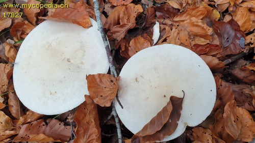 Tricholoma columbetta - 