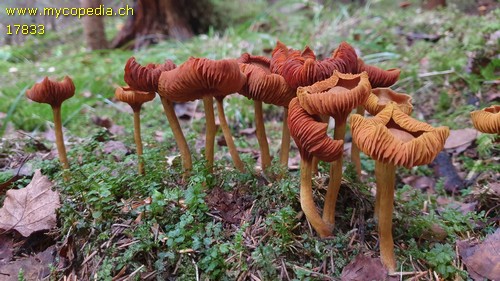 Cortinarius malicorius - 