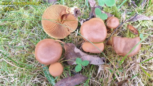 Cortinarius cinnamomeus - 