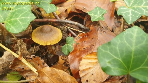 Cortinarius huronensis - 